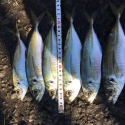 ハマチとメジロ